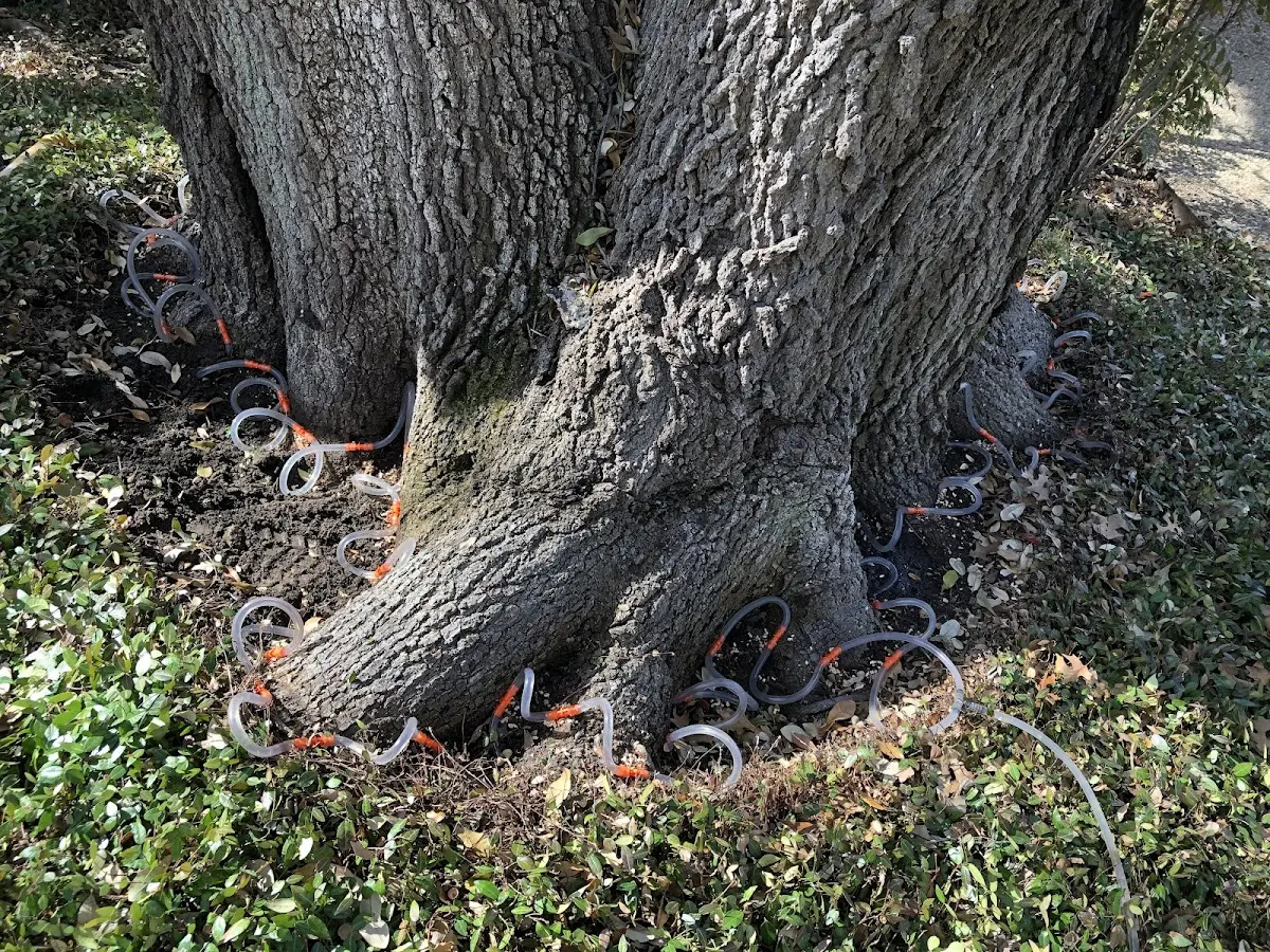 Detailed Tree Cabling and Bracing job site in Lovettsville